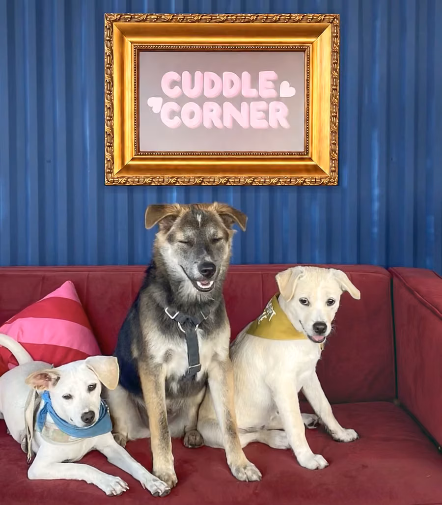 Three rescue dogs on the red sofa under the Cuddle Corner sign at The Dog House