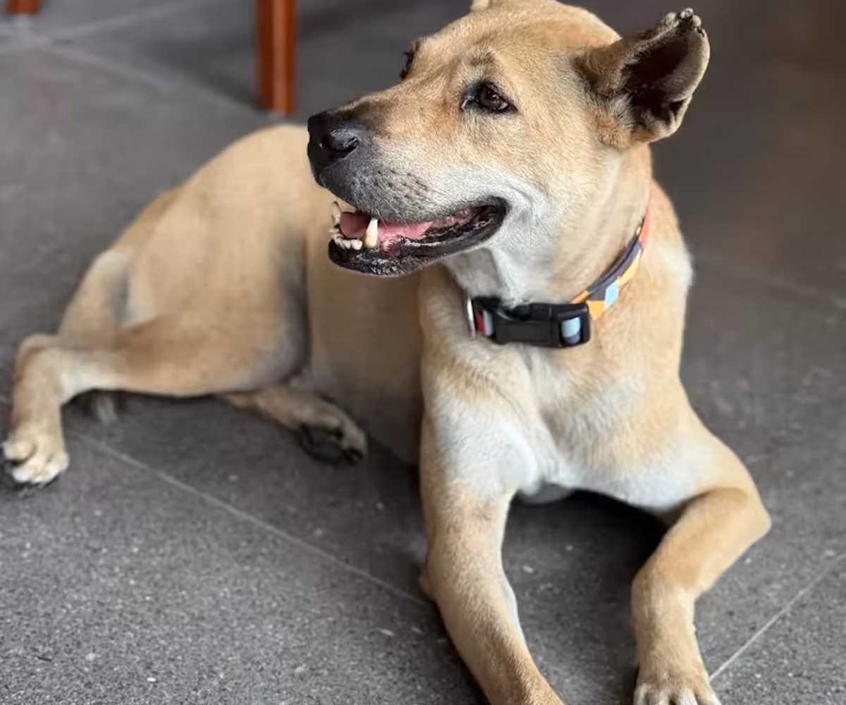 A happy dog relaxing on the cafe floor at The Dog House