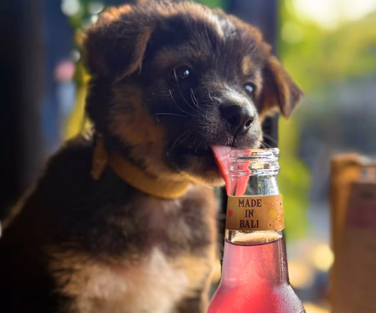Dog welcomed at The Dog House