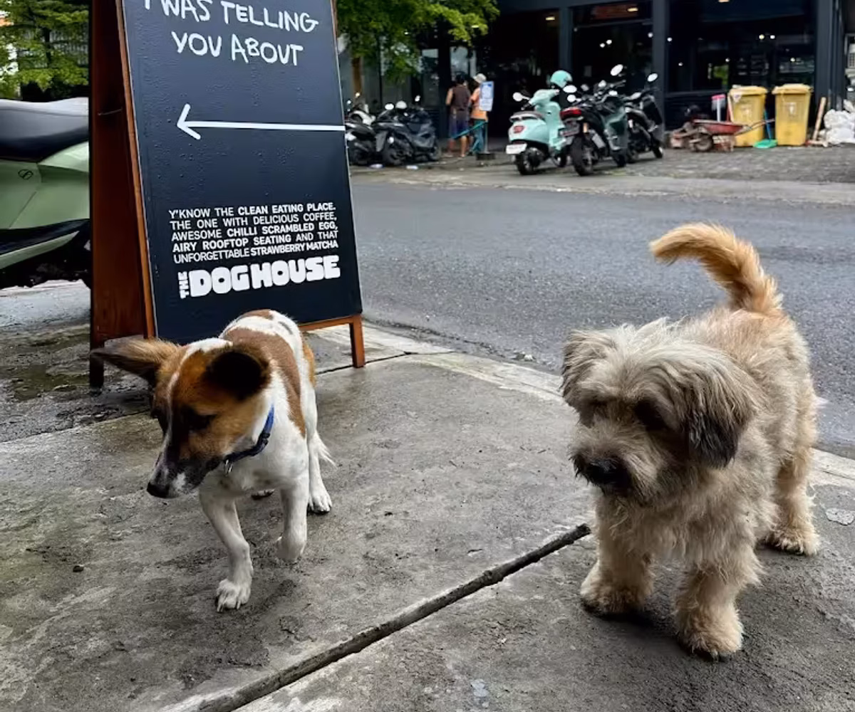 Two dogs outside The Dog House sign in Canggu