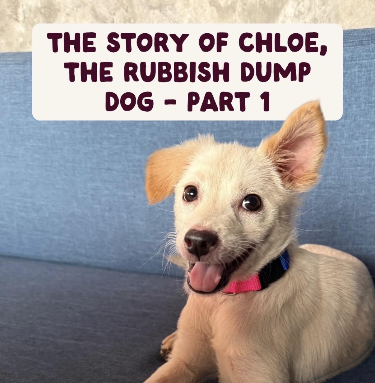 Chloe looking for a forever home