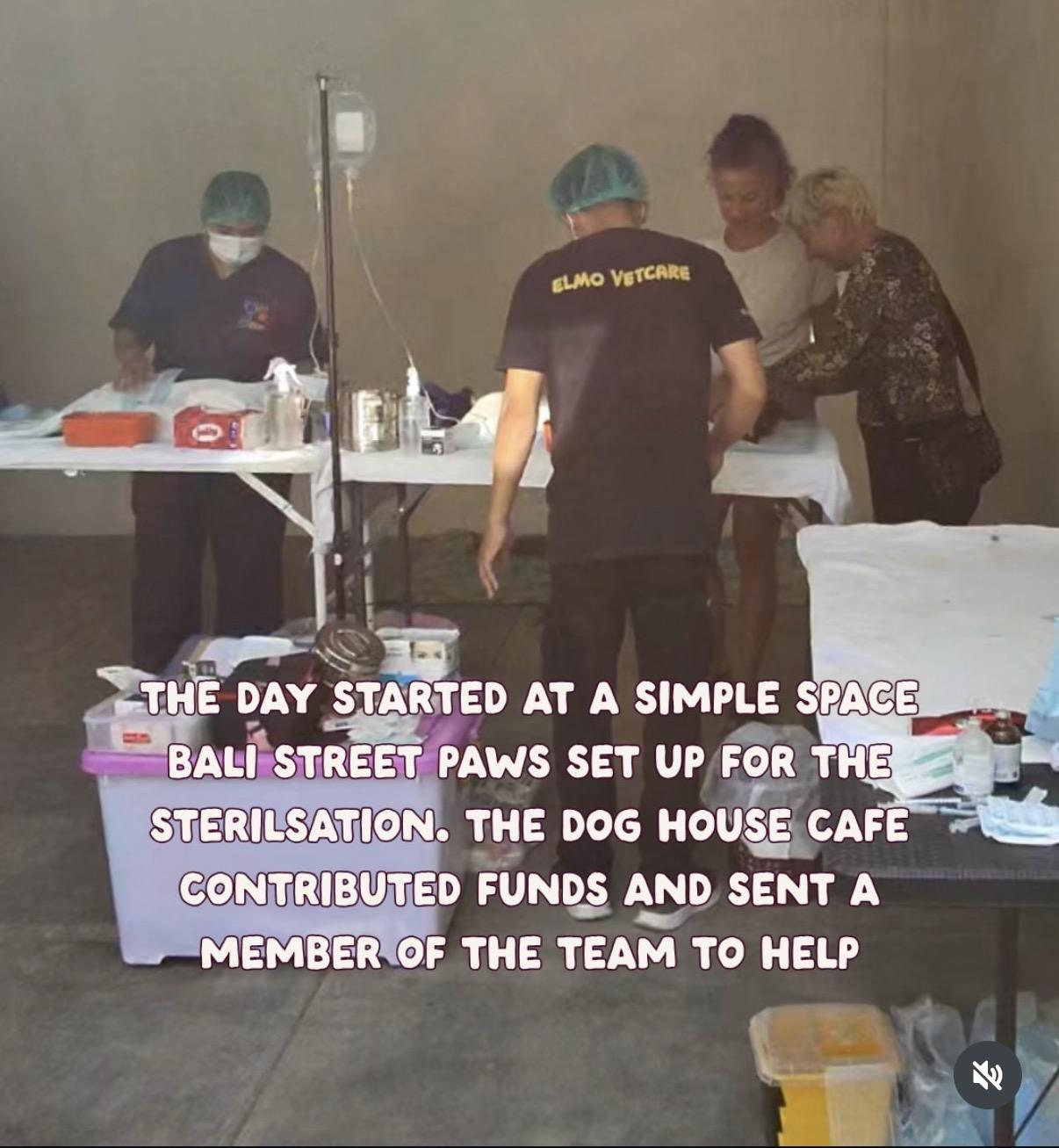Bali Street Paws sterilisation day support