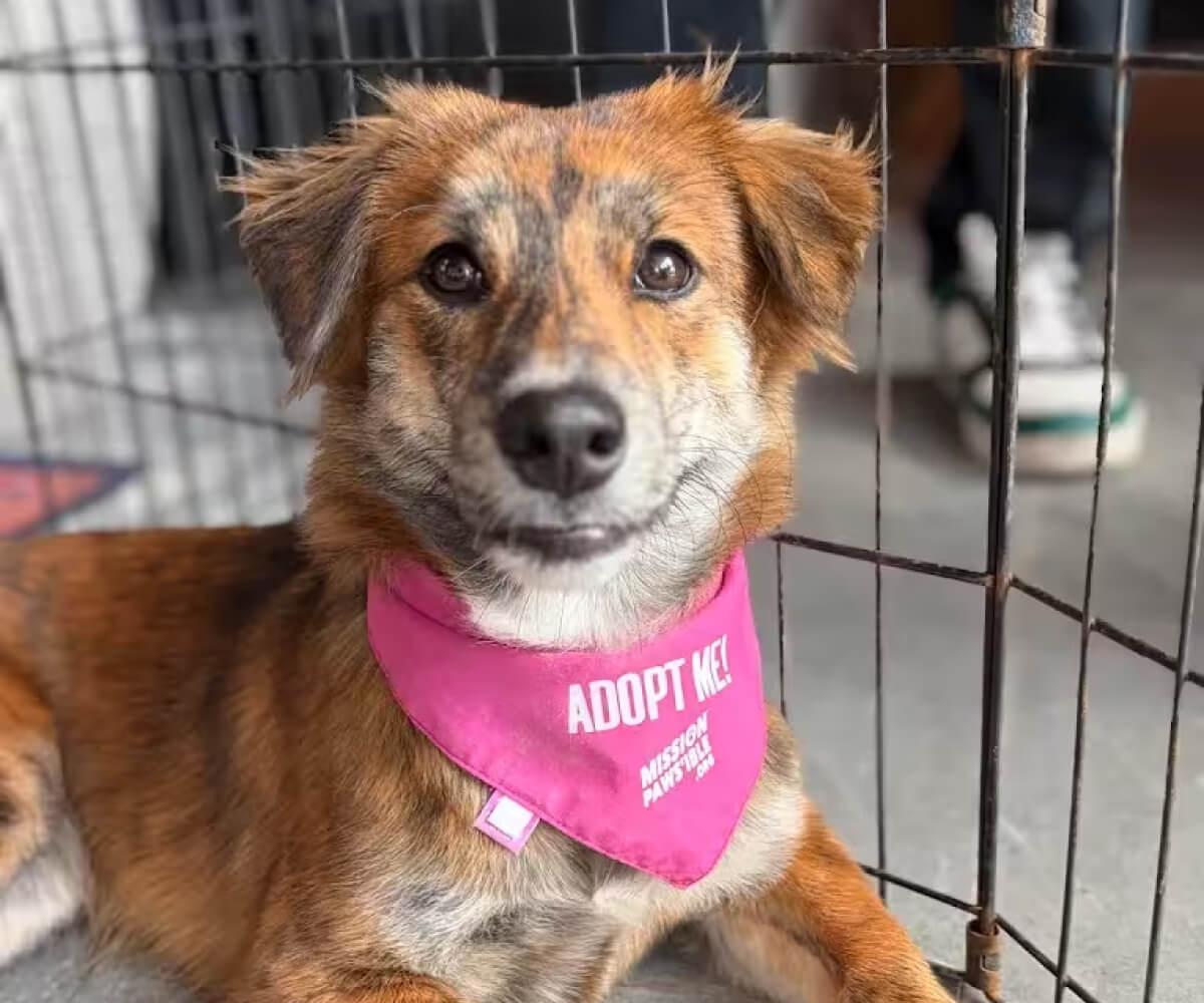 A rescue dog in a pink Mission Paws'ible "adopt me" bandana at an adoption day at The Dog House